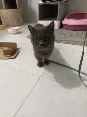 bé đực chân lùn mập