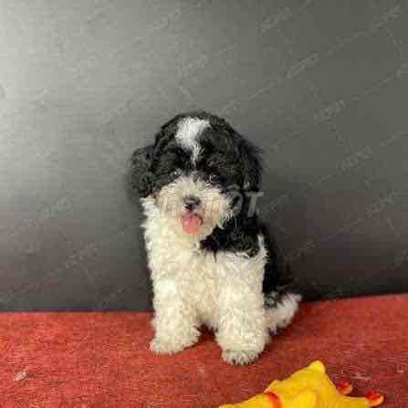 Poodle đực thuần chủng size tiny. Mua bán Chó tại Quận 6 Tp Hồ Chí Minh được đăng bởi Kids Pet hình 1