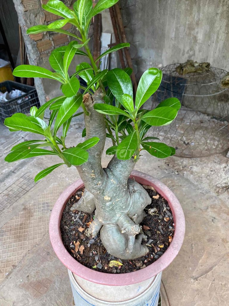 Cây sứ cảnh bonsai