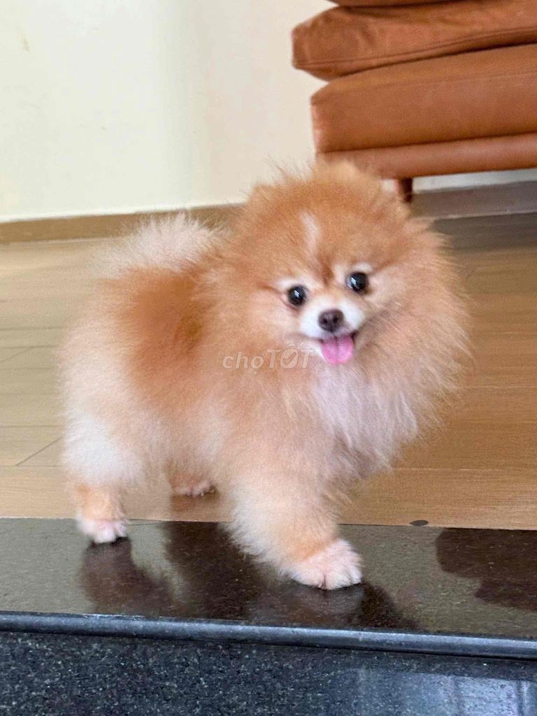 Chó phốc sóc Teacup Cái Nâu vàng 12 tháng. Mua bán Chó tại Quận Gò Vấp Tp Hồ Chí Minh được đăng bởi Trần Phúc hình 1