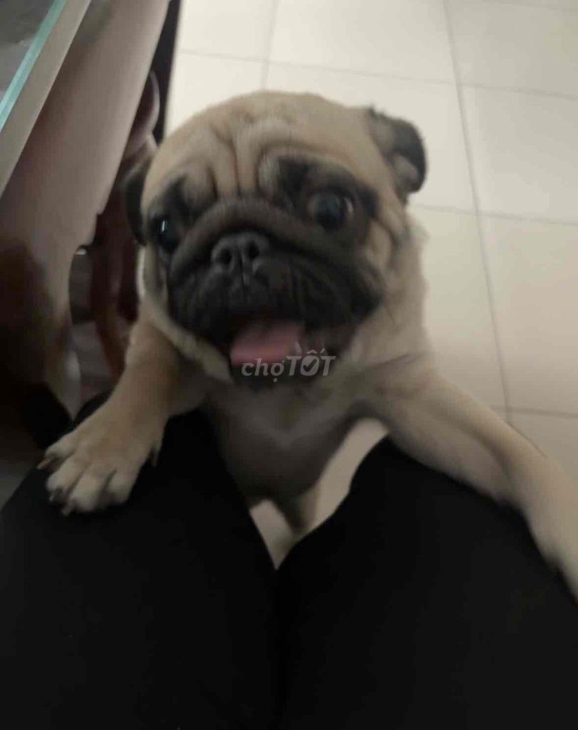 Chó Pug Nâu vàng Thân thiện Đã tiêm phòng. Mua bán Chó tại Quận Gò Vấp Tp Hồ Chí Minh được đăng bởi Nguyễn Thiên Ân hình 1