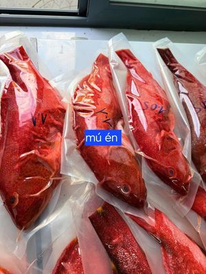 Cá mú dỏ câu. Mua bán Đồ ăn, thực phẩm và các loại khác tại Huyện Hóc Môn Tp Hồ Chí Minh được đăng bởi Lê Kim Hân 