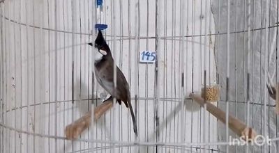 CHÀO MÀO MÁI VIP (23). Mua bán Chim tại Thành phố Thủ Đức Tp Hồ Chí Minh được đăng bởi CHÀO MÀO TÂY SƠN