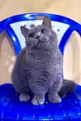 mèo munchkin xám xanh