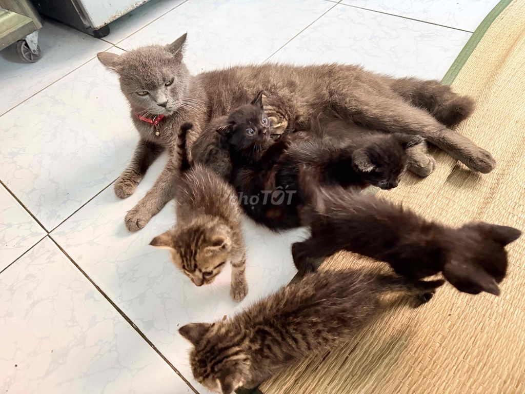 Mèo Anh giống lớn đực cái 12 con. Mua bán Mèo tại Thành phố Tây Ninh Tây Ninh được đăng bởi Pham Ha hình 1