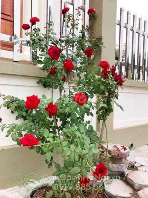 cây hoa hồng cổ hp