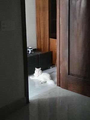 Mèo Xiêm đực 9 tháng trắng