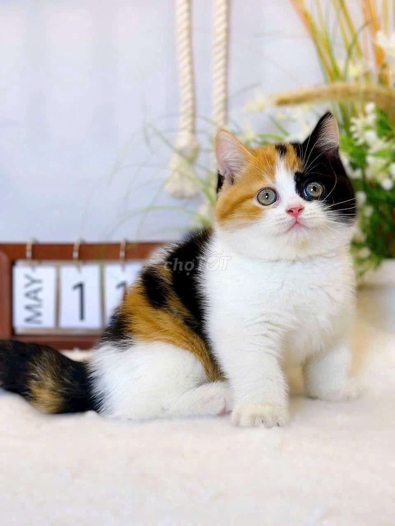 Mèo Munchkin, mèo tam thể cần tìm chủ