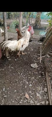 Gà nòi. Mua bán Gà tại Huyện Hóc Môn Tp Hồ Chí Minh được đăng bởi Tấn Trường