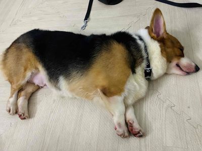 chó corgi. Mua bán Chó tại Quận Tân Bình Tp Hồ Chí Minh được đăng bởi Long Huấn Luyện Viên