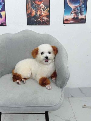 Chó Poodle trắng nâu đã tiêm