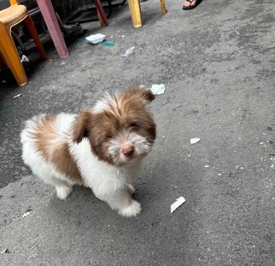 Chó con 2 tháng Nâu trắng