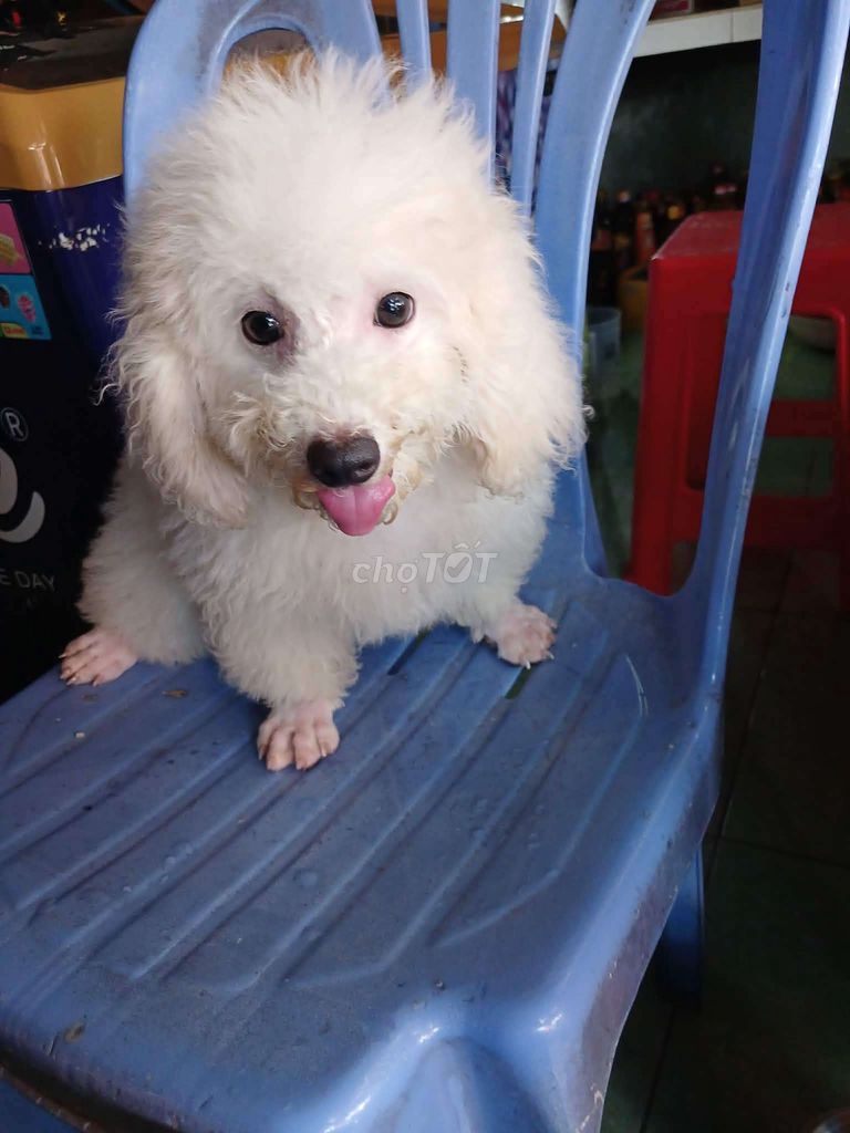 Chó Poodle Đực Trắng 3 tháng chân lùn. Mua bán Chó tại Thành phố Mỹ Tho Tiền Giang được đăng bởi Thao hình 1