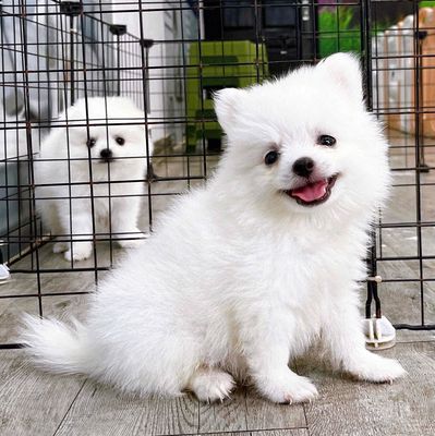 Chó Phốc Sóc Trắng Đực  Lông dày mượt