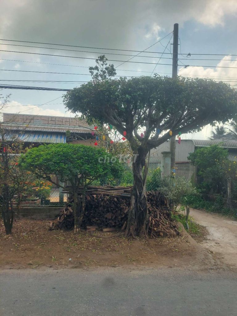 Cây xanh tàn tròn. Mua bán Cây cảnh, đồ trang trí tại Huyện Châu Thành An Giang được đăng bởi Nguyen Thanh hình 1