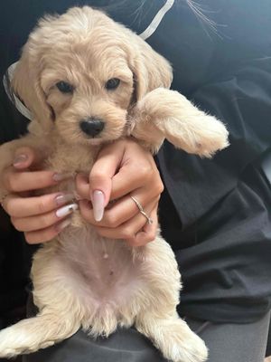 cần tìm chủ mới cho e poodle toy. Mua bán Chó tại Quận Cầu Giấy Hà Nội được đăng bởi pham vinhh