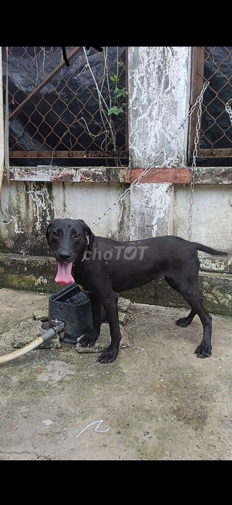 Bán chó Pitpull, bố Bandog mẹ Pitbull, phong thủy