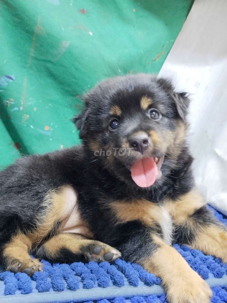 Chó Becgie Đức canh nhà giỏi thông minh . Mua bán Chó tại Quận Bình Tân Tp Hồ Chí Minh được đăng bởi Nguyễn Hằng hình 1