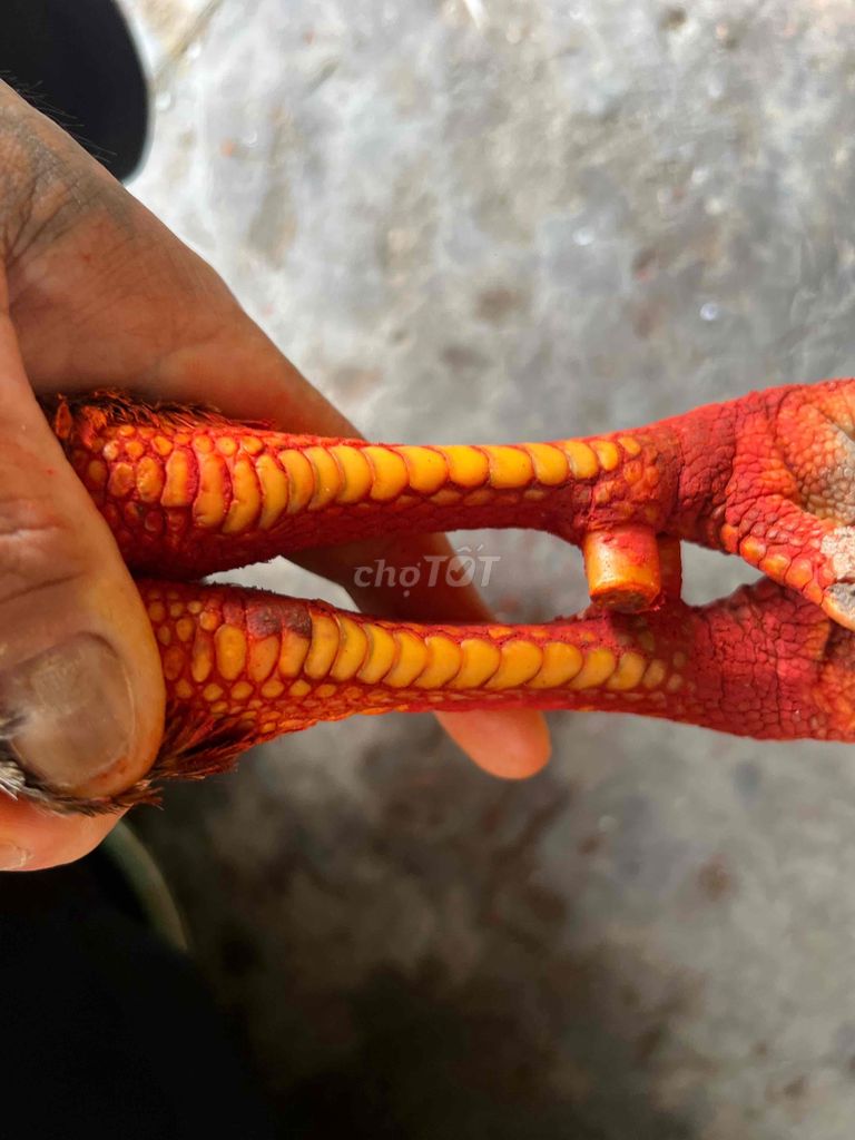 3kg tay tốt còn lên lông mới