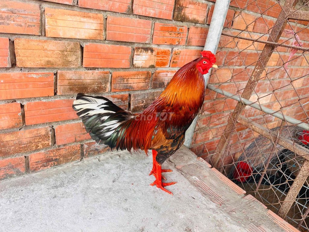 Điều Vàng 2kg8 Tay Khá Về Anh Em Chăm Thêm Tí Nhấp. Mua bán Gà tại Huyện Chợ Lách Bến Tre được đăng bởi Bảo gà hàng đấu c1 hình 1
