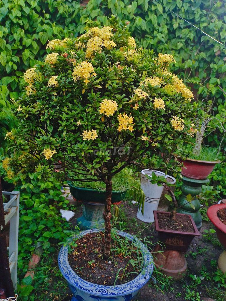 Cây Trang Vàng bonsai cao 1,5m