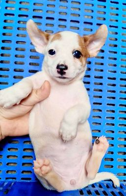 chihuahuaf 