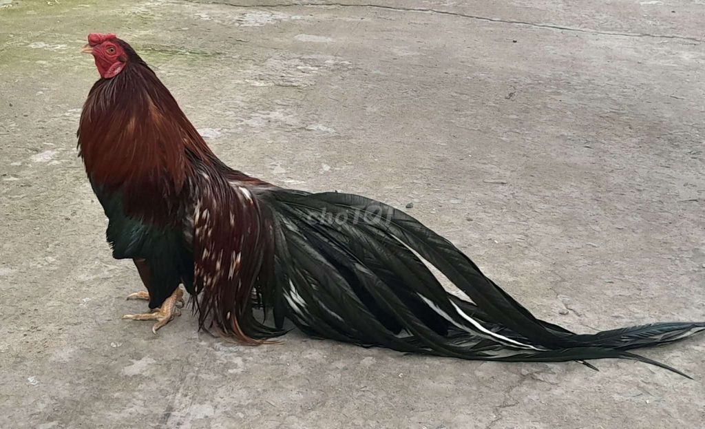 Gà Tân Châu.. dòng mã dài đuôi dài. Mua bán Gà tại Huyện Bình Chánh Tp Hồ Chí Minh được đăng bởi QuangPhú hình 1