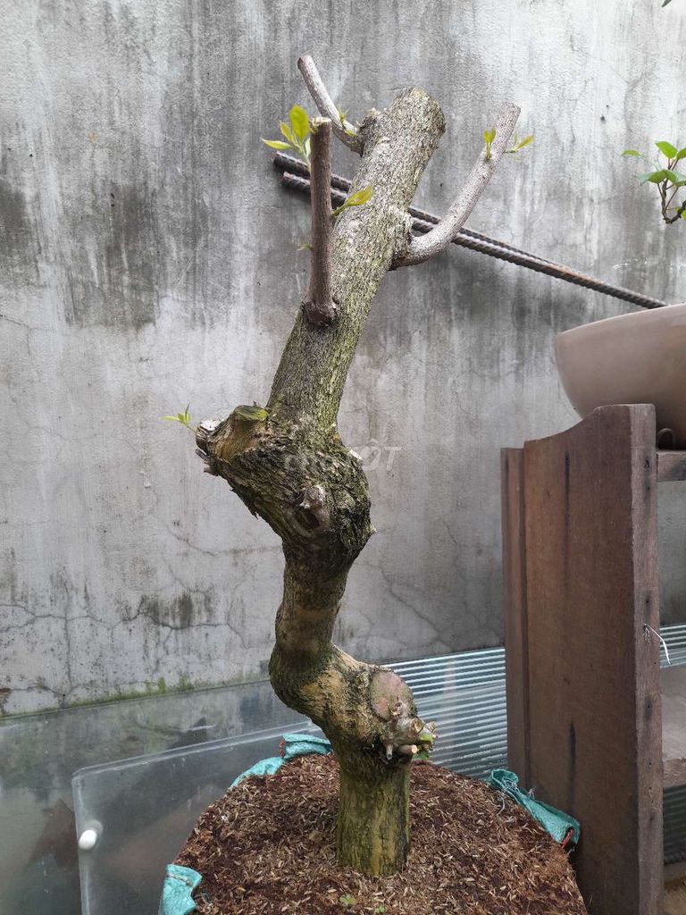 Minh có 2 cây hoa giấy tím quế cằn bán. Mua bán Cây cảnh, đồ trang trí tại Quận 7 Tp Hồ Chí Minh được đăng bởi duy thanh hình 1