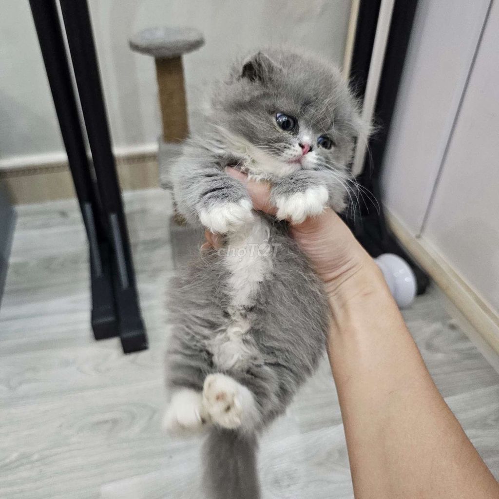 Mèo Anh lông ngắn Xám trắng. Mua bán Mèo tại Quận Hai Bà Trưng Hà Nội được đăng bởi Phạm Nam hình 1