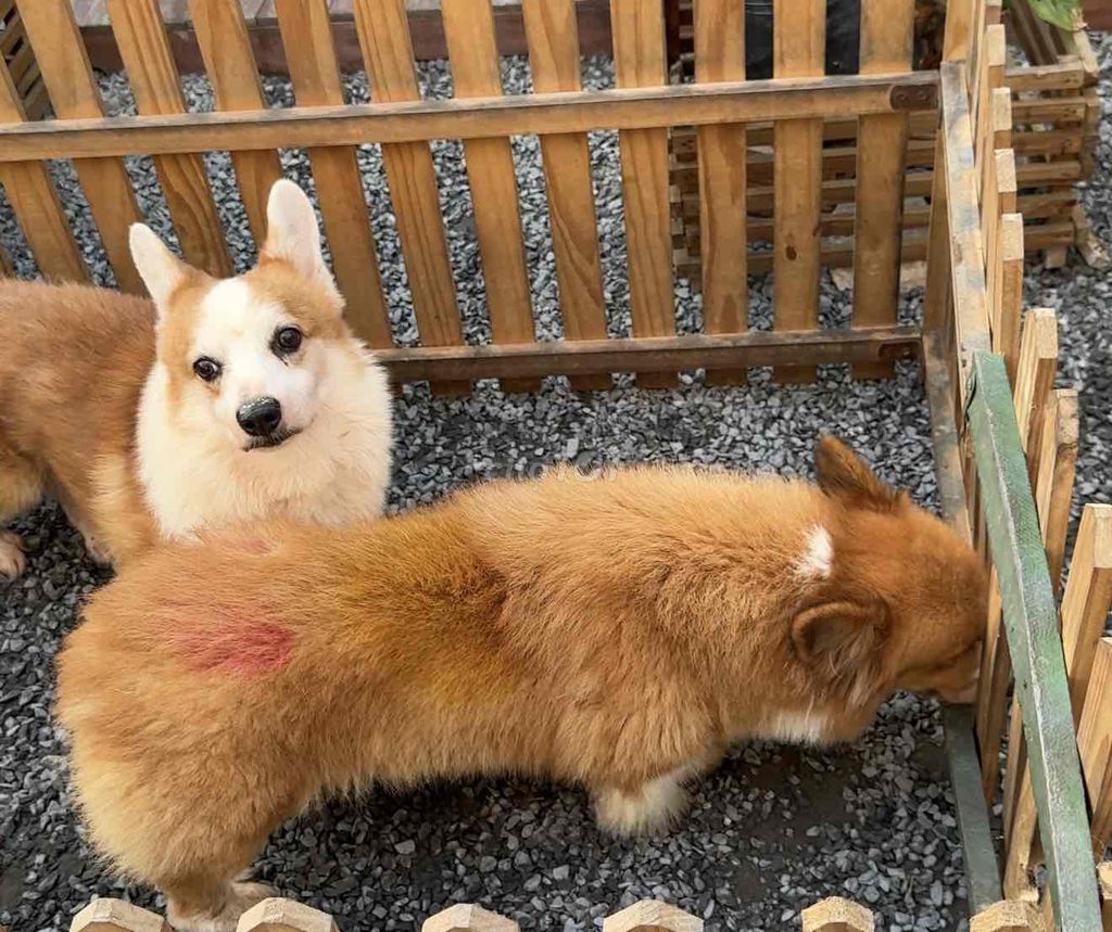 Corgi cái và đực thuần chủng cả cặp. Mua bán Chó tại Quận Ninh Kiều Cần Thơ được đăng bởi Nguyễn Dương hình 1