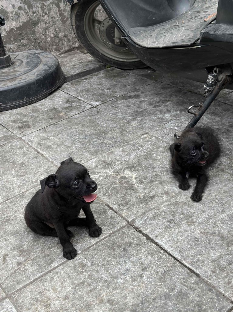 Chihuahua F1. Mua bán Chó tại Quận Thanh Xuân Hà Nội được đăng bởi Phi Long hình 1