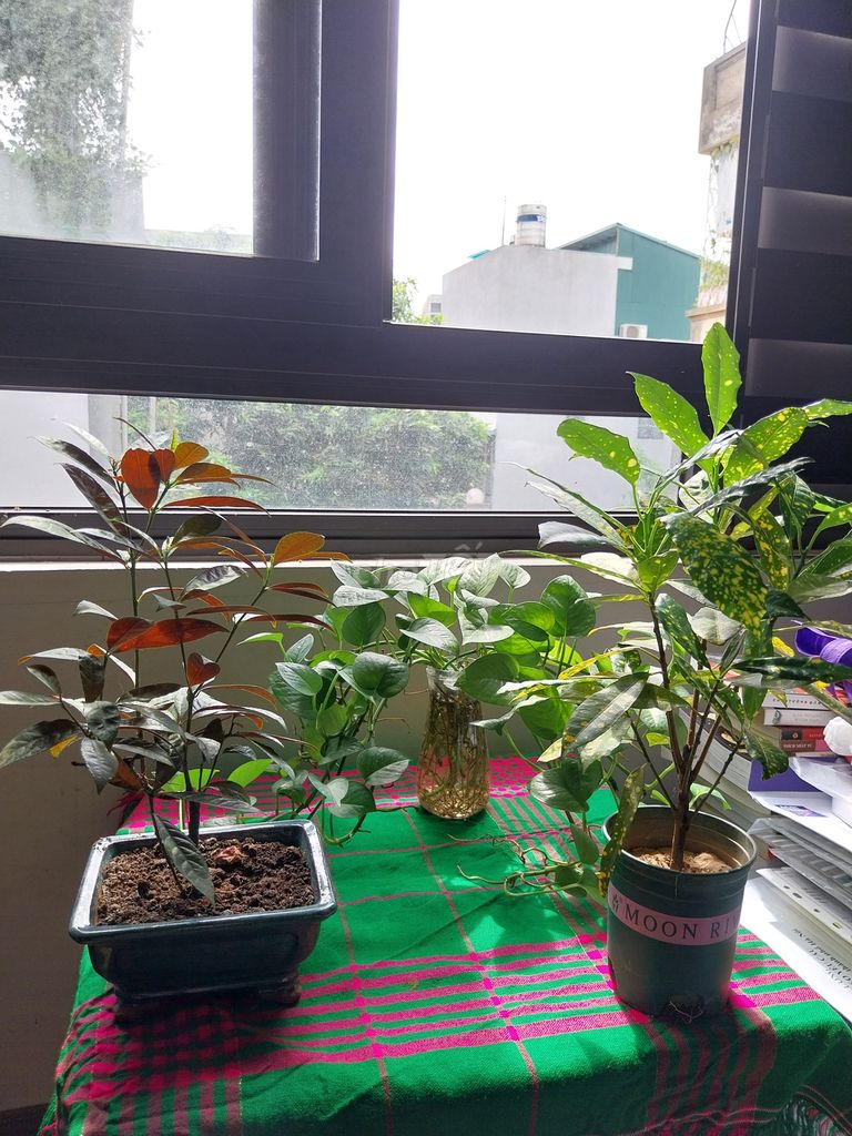 Cây cảnh Trầu bà Vàng Anh Lá Mít. Mua bán Cây cảnh, đồ trang trí tại Quận Ba Đình Hà Nội được đăng bởi Trà My hình 1