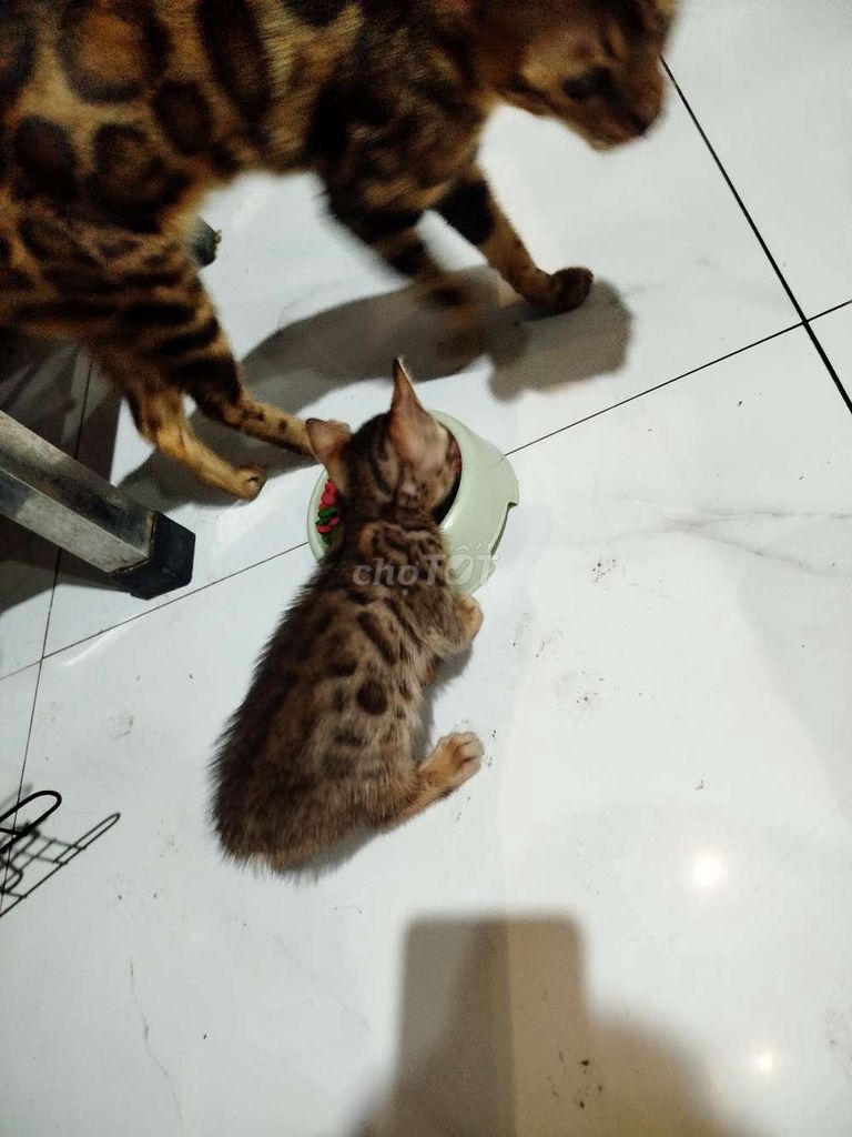 Mèo Bengal vằn đốm 2 tháng. Mua bán Mèo tại Quận Phú Nhuận Tp Hồ Chí Minh được đăng bởi CH Thú Y Hồng Đạt hình 1