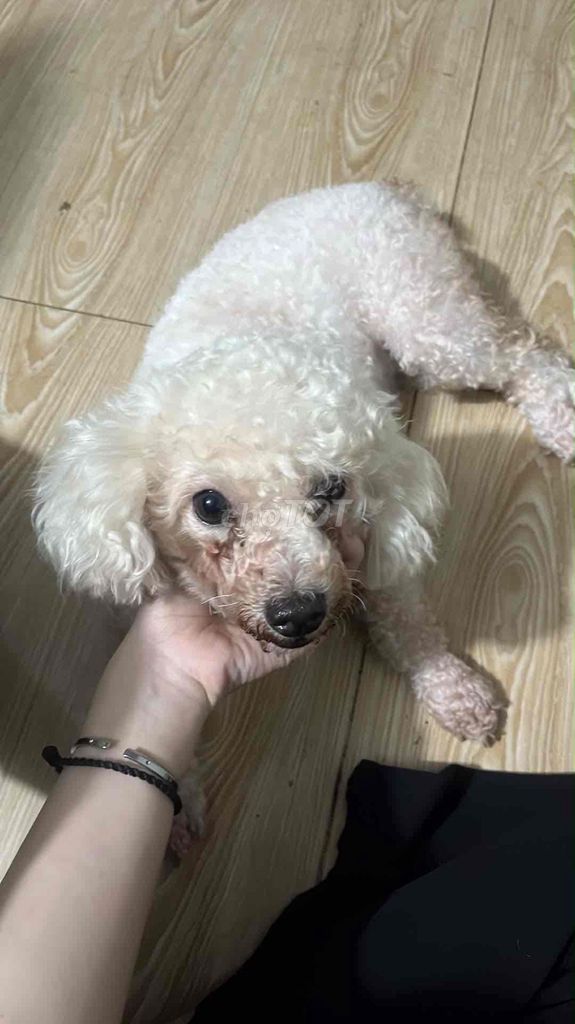 Chó Poodle Cái Trắng 1 năm đã tiêm phòng đầy đủ. Mua bán Chó tại Quận Bình Tân Tp Hồ Chí Minh được đăng bởi Quốc Huy hình 1