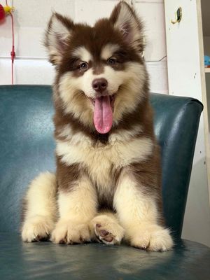 Chó Alaskan Malamute Cái Nâu trắng