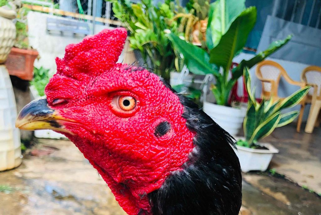 Gà nòi. Mua bán Gà tại Thành phố Buôn Ma Thuột Đắk Lắk được đăng bởi Mr Đạt hình 1