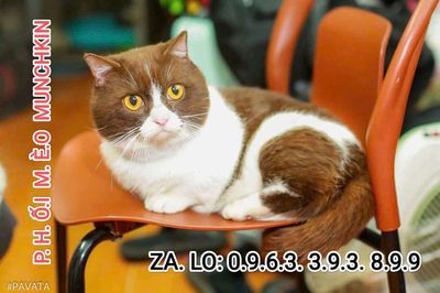 Phối mèo bicolor Cinnamon chân lùn