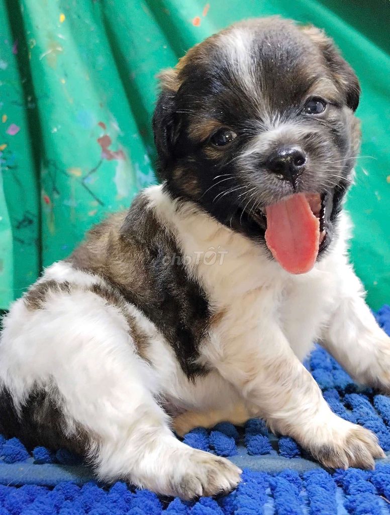 Chó Corgi F1 chân lùn dễ thương . Mua bán Chó tại Quận Bình Tân Tp Hồ Chí Minh được đăng bởi Nguyễn Hằng hình 1
