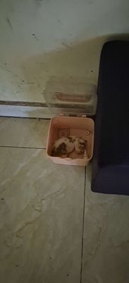 Mèo con khát sữa.