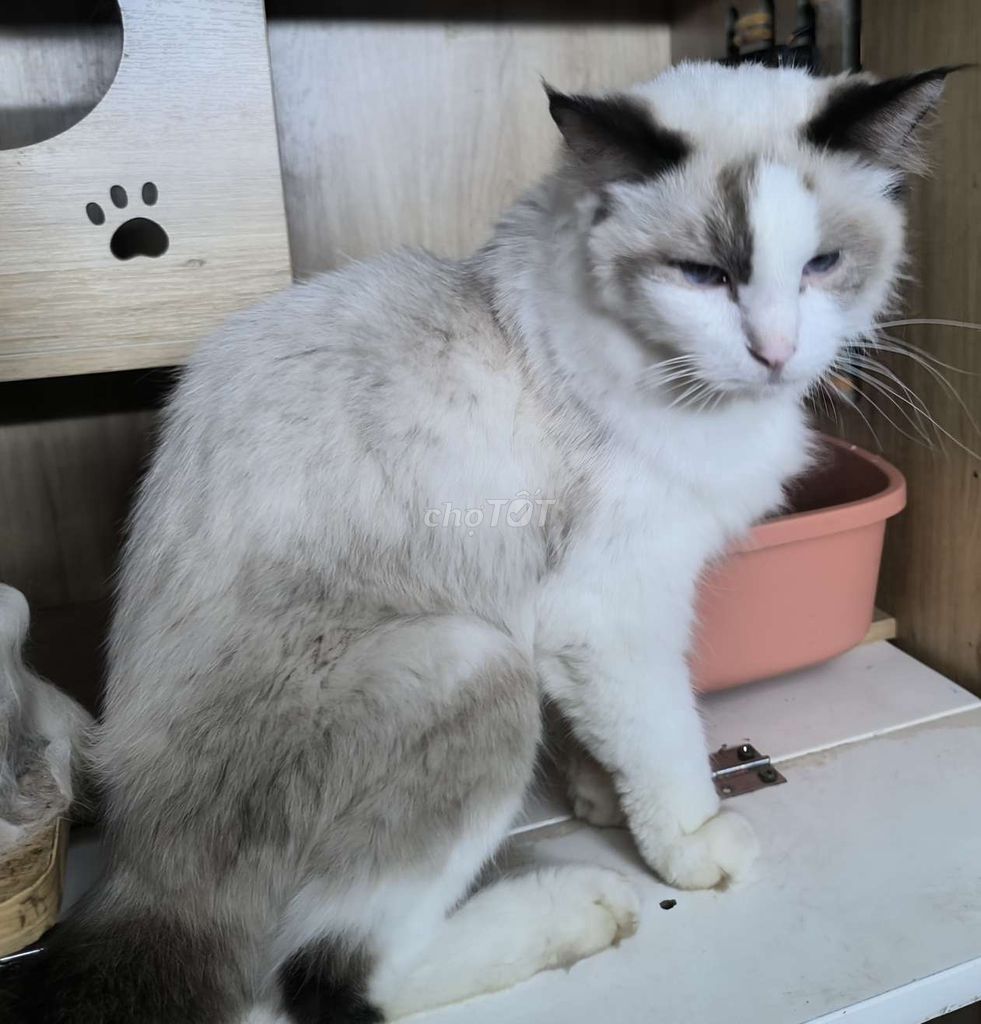 Mèo Ragdoll. Mua bán Mèo tại Quận Gò Vấp Tp Hồ Chí Minh được đăng bởi nguyễn tuấn kiệt hình 1