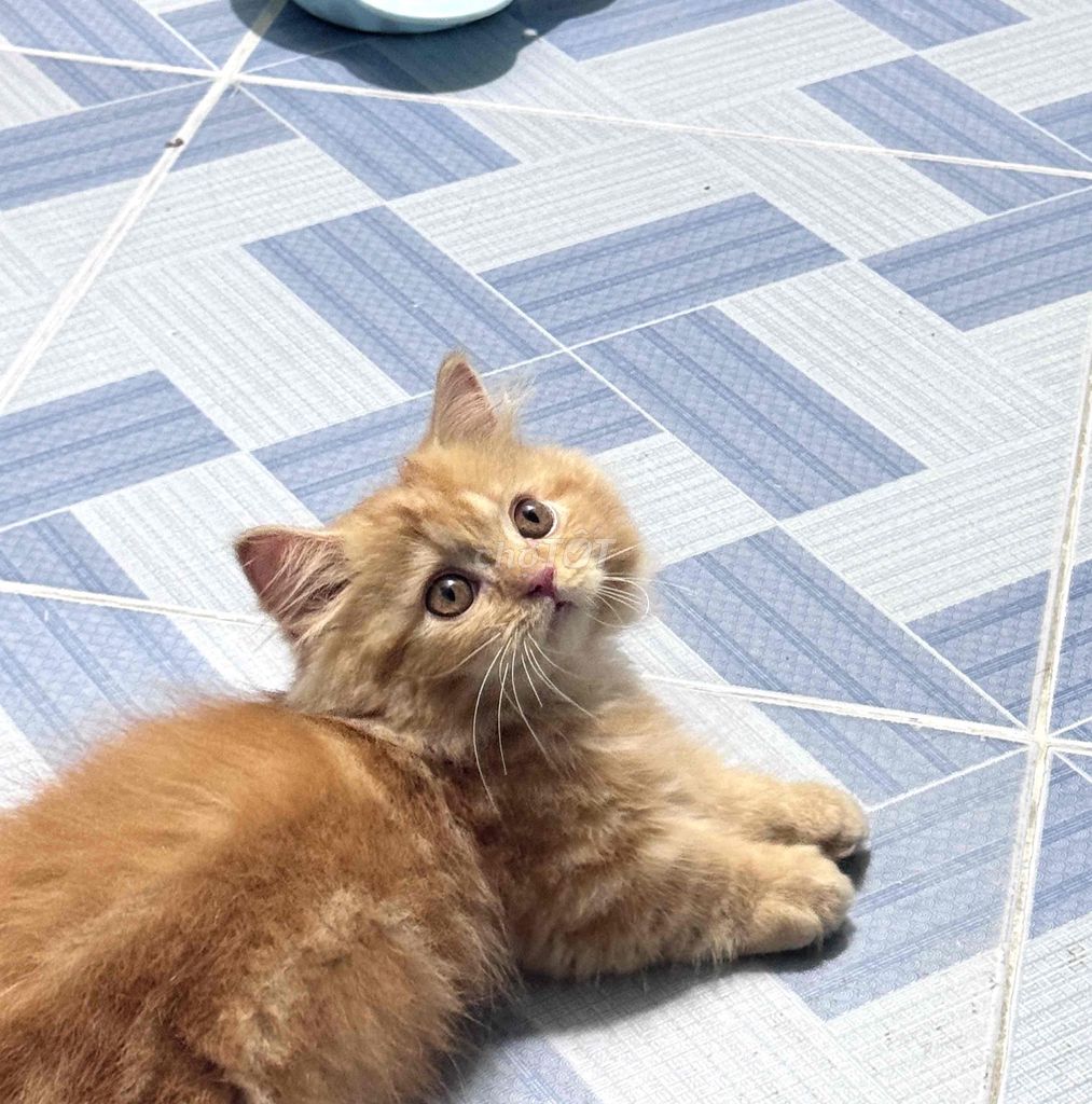 Mèo ALD chân ngắn đực Vàng cam. Mua bán Mèo tại Thành phố Thuận An Bình Dương được đăng bởi Nhu hình 1