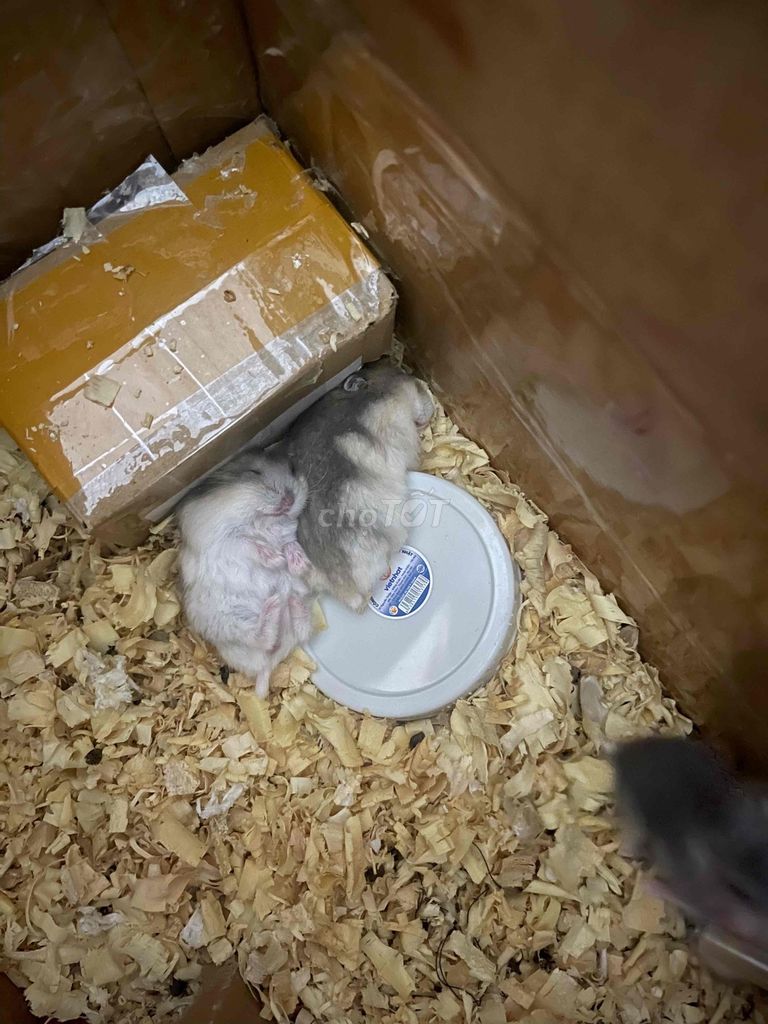 chuột hamster. Mua bán Thú cưng khác tại Quận 7 Tp Hồ Chí Minh được đăng bởi bé dâuuu hình 1