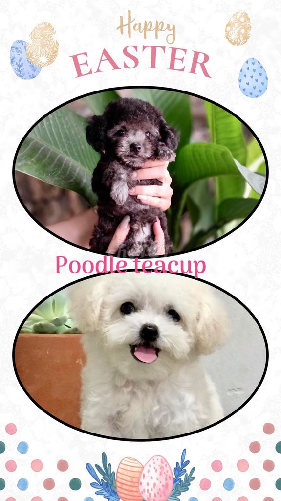 chó Poodle Teacup đen trắng hai tháng tuổi