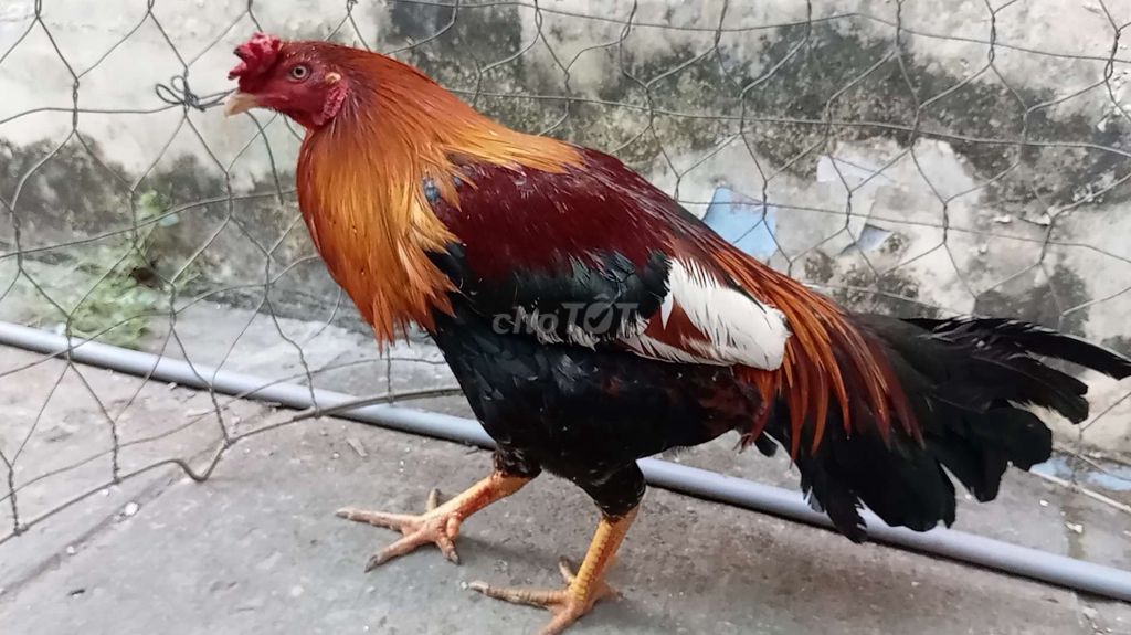 Gà chọi Đỏ Đen Trắng 3.2kg. Mua bán Gà tại Huyện Lấp Vò Đồng Tháp được đăng bởi gà đồng tháp  hình 1