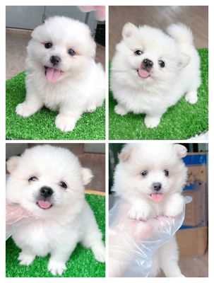 phốc sóc f1 65 ngày tuổi🥰