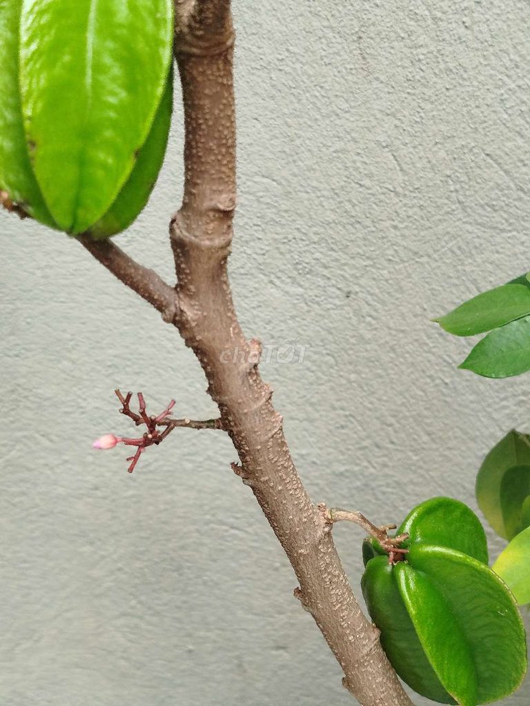 Cây khế chua 150cm khỏe, nhiều hoa. Mua bán Cây cảnh, đồ trang trí tại Quận Hoàng Mai Hà Nội được đăng bởi Nguyễn Minh Thoa hình 1