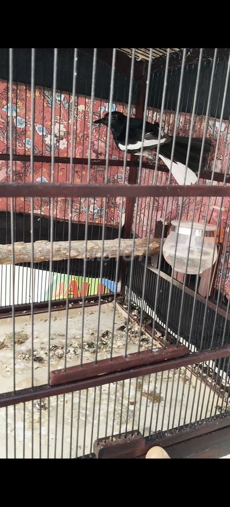 Chim chích chòe Đực 22cm Hót hay xòe to. Mua bán Chim tại Huyện Bình Chánh Tp Hồ Chí Minh được đăng bởi Bùi Tuấn Đạt  hình 1