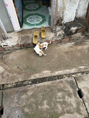 chihuahua tea cup. Mua bán Chó tại Thành phố Bến Tre Bến Tre được đăng bởi Pi