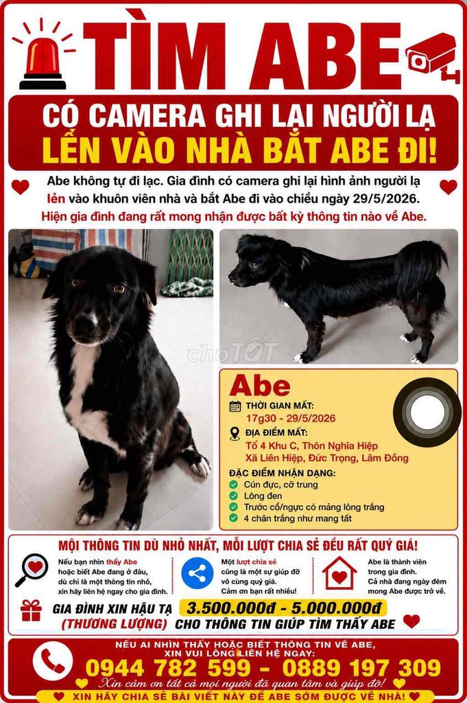 Cún đực đã hái cà, gđình con tìm cún, hậu tạ cao. Mua bán Chó tại Huyện Đức Trọng Lâm Đồng được đăng bởi Cẩm Uyên 12. hình 1