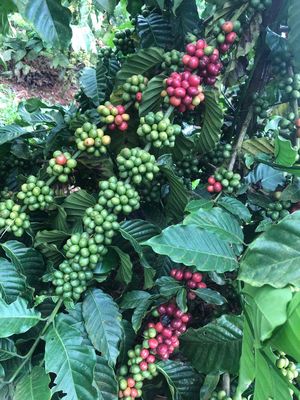 Cafe Rang xay bán theo kg. Mua bán Đồ ăn, thực phẩm và các loại khác tại Thành phố Pleiku Gia Lai được đăng bởi phan đức duy